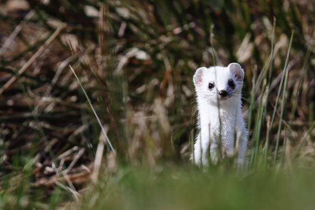 curious ermine...Neugieriges Hermelin A brief encounter with a curious ermine hermelin mustela erminea stoat stock pictures, royalty-free photos & images