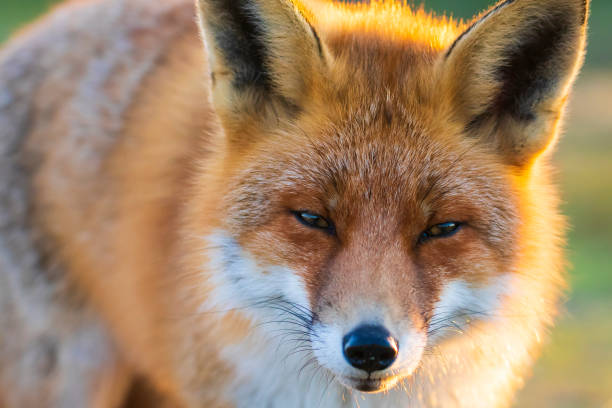 istock Wild red fox, vulpes vulpes, at sunset 1208018640