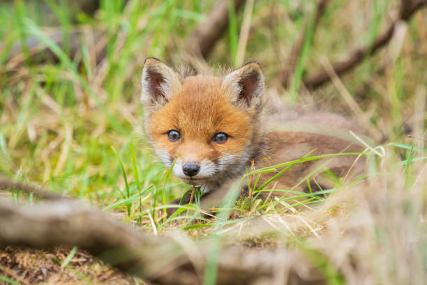 istock Wild baby red fox cub vulpes vulpes 1208018675
