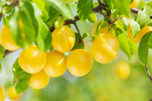 Plum tree. Branch of ripening yellow plums in a garden