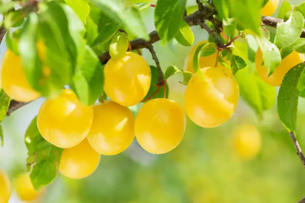 Photo of Plum tree. Branch of ripening yellow plums