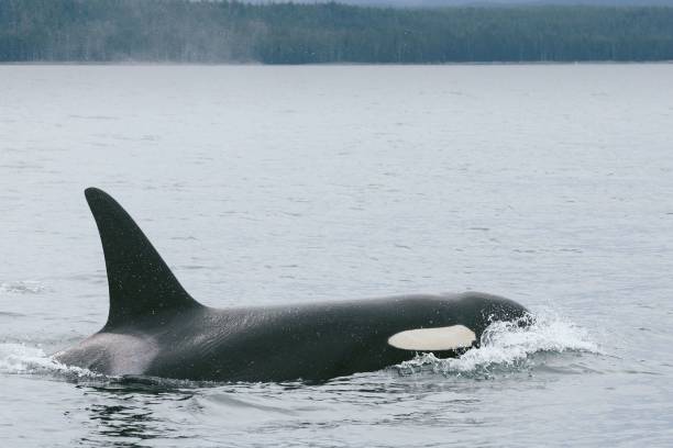 istock Northern Resident Killer Whale 1208018812