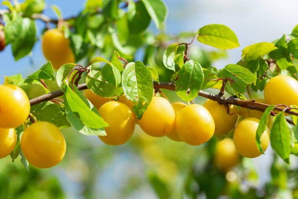istock Plum tree. Branch of ripening yellow plums 1208018814