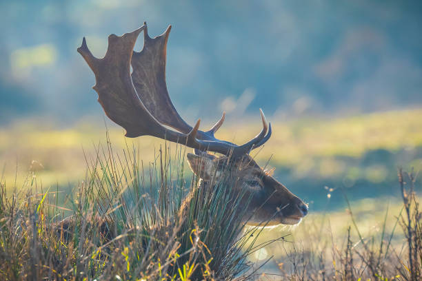 istock Fallow deer stag Dama Dama with big antlers 1208018825