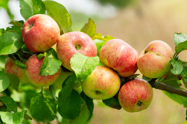 istock ripe apples on a tree in a garden 1208018862