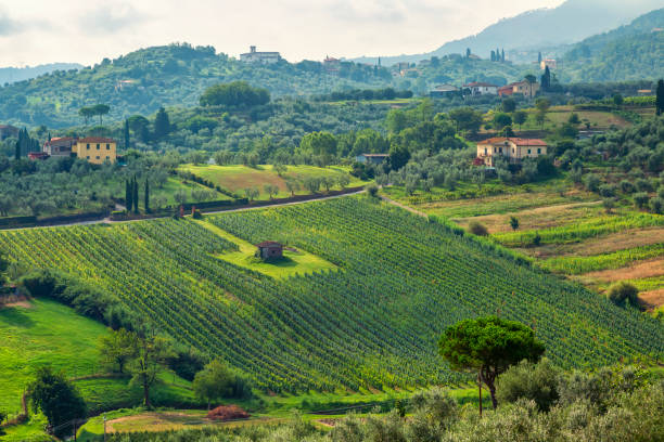 istock Green Tuscany Landscape 1208020202