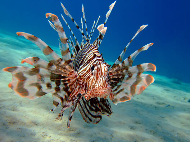 Common lionfish Taking in Red Sea, Egypt. scorpionfish photos stock pictures, royalty-free photos & images