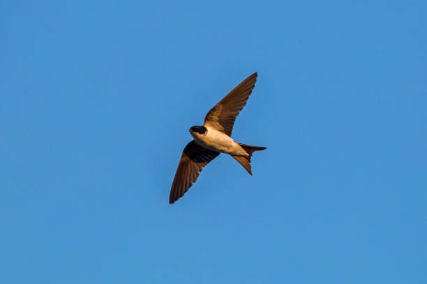 istock Common house martin flying on the blue sky. 1208023255