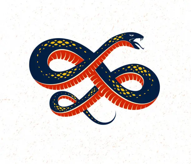 Vector illustration of Snake vector logo emblem or tattoo, deadly poison dangerous serpent, venom aggressive predator reptile animal vintage style illustration.