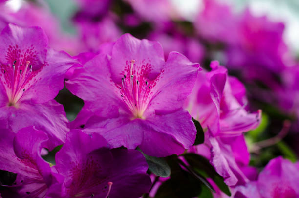 hermoso árbol de flores de azalea vibrante que florece en el jardín botánico, en kiev. flores brillantes de cerca. - leaf rhododendron summer spring fotografías e imágenes de stock