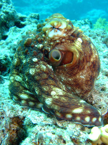 istock Reef Octopus(Octopus cyaneus). Taking in Red Sea, Egypt. 1208025536