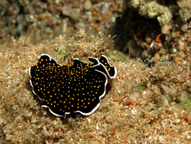 istock Gold dotted flatworm (Thysanozoon sp.) Taking in Red Sea, Egypt. 1208025642