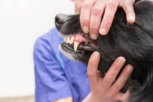 Vet examines a dog. Dental check-up in the veterinary practice Vet examines a big dog. Dental check-up in the veterinary practice animal lips photos stock pictures, royalty-free photos & images