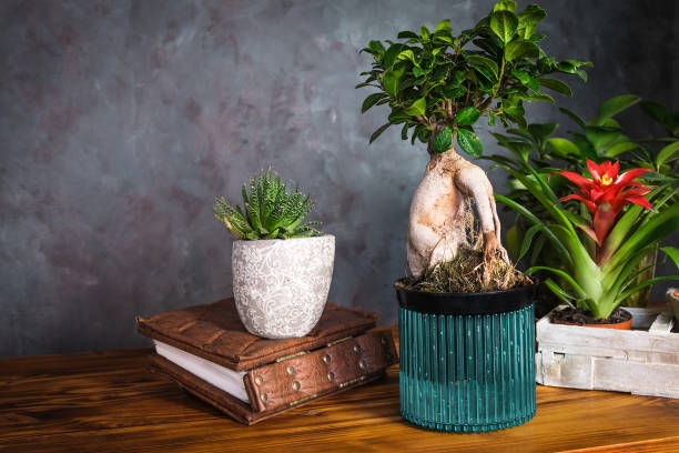 istock Houseplants in stylish dark interior. 1208027688