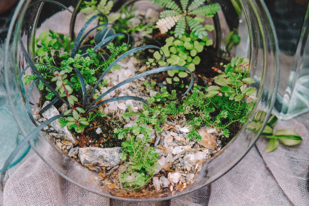istock Houseplants. Florarium vase with plants. 1208027838