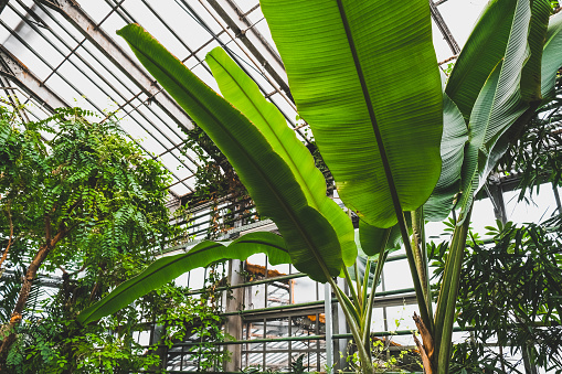 Green tropical garden in greenhouse, plant nursery.