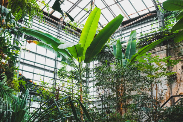 istock Musa plants in plant nursery. Banana tree. 1208027857
