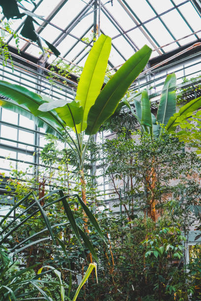 istock Musa plants. Tropical botanical garden. 1208027892