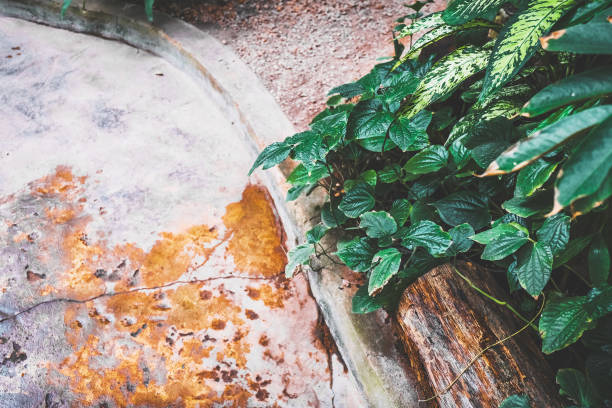 istock Green plants and textured concrete floor in garden. Copy space. 1208027941