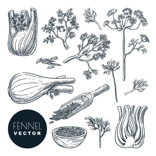 ilustraciones, imágenes clip art, dibujos animados e iconos de stock de raíz de planta de finojo, hojas y semillas. ilustración de boceto dibujada a mano vectorial. hierba de especias naturales, ingredientes de cocina - fennel