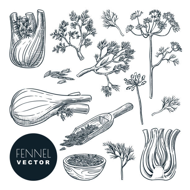 ilustrações de stock, clip art, desenhos animados e ícones de fennel plant root, leaves and seeds. vector hand drawn sketch illustration. natural spice herb, cooking ingredients - fennel