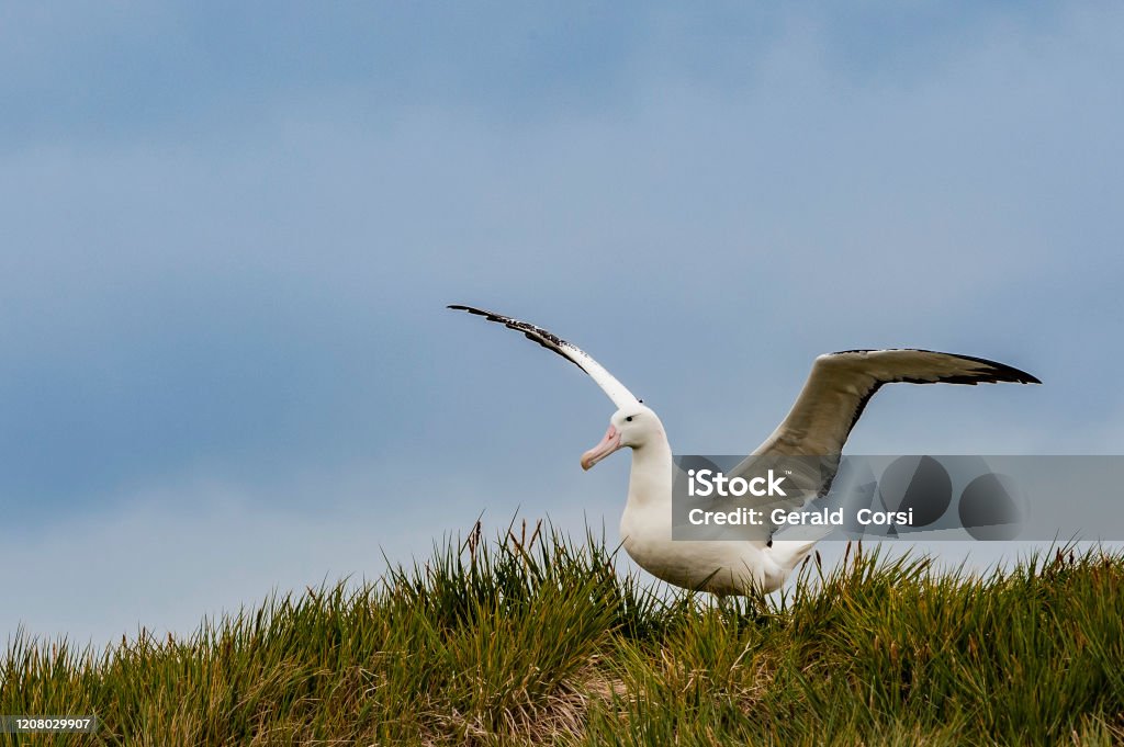 The Wandering Albatross (Diomedea exulans), is a large seabird from the family Diomedeidae which has a circumpolar range in the Southern Ocean. The Wandering Albatross has the largest wingspan of any living bird, with the average wingspan being 3.1 metres The Wandering Albatross (Diomedea exulans), is a large seabird from the family Diomedeidae which has a circumpolar range in the Southern Ocean. The Wandering Albatross has the largest wingspan of any living bird, with the average wingspan being 3.1 metres (10.2 ft). Albatross Stock Photo