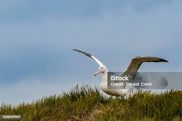 The Wandering Albatross Is A Large Seabird From The Family Diomedeidae Which Has A Circumpolar Range In The Southern Ocean The Wandering Albatross Has The Largest Wingspan Of Any Living Bird With The Average Wingspan Being 31 Metres Stock Photo - Download Image Now