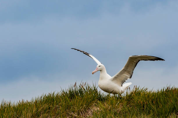 the wandering albatross (diomedea exulans), is a large seabird from the family diomedeidae which has a circumpolar range in the southern ocean. the wandering albatross has the largest wingspan of any living bird, with the average wingspan being 3.1 metres - albatross imagens e fotografias de stock