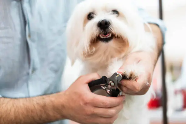 Male Caucasian ethnicity pet groomer taking care of a dog in his Pet grooming salon.