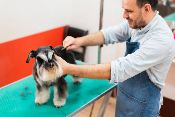 istock Home of pet perfection 1208029987