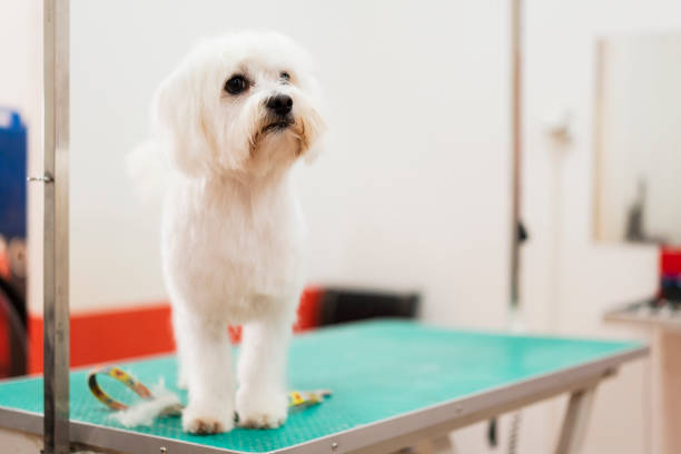 istock Home of pet perfection 1208029991