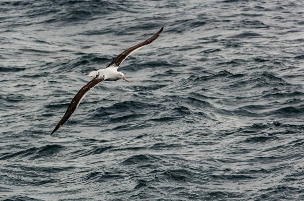 The Wandering Albatross (Diomedea exulans), is a large seabird from the family Diomedeidae which has a circumpolar range in the Southern Ocean. The Wandering Albatross has the largest wingspan of any living bird, with the average wingspan being 3.1 metres (10.2 ft). el albatross errante (diomedea exulans), es un gran ave marina de la familia diomedeidae que tiene un rango circunpolar en el océano austral. el albatross errante tiene la envergadura más grande de cualquier ave viva, con la envergadura promedio de 3,1 m