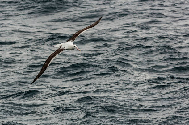 The Wandering Albatross (Diomedea exulans), is a large seabird from the family Diomedeidae which has a circumpolar range in the Southern Ocean. The Wandering Albatross has the largest wingspan of any living bird, with the average wingspan being 3.1 metres The Wandering Albatross (Diomedea exulans), is a large seabird from the family Diomedeidae which has a circumpolar range in the Southern Ocean. The Wandering Albatross has the largest wingspan of any living bird, with the average wingspan being 3.1 metres (10.2 ft)." wandering albatross photos stock pictures, royalty-free photos & images
