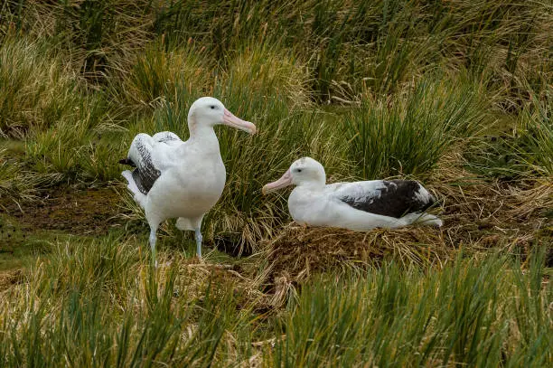 The Wandering Albatross (Diomedea exulans), is a large seabird from the family Diomedeidae which has a circumpolar range in the Southern Ocean. The Wandering Albatross has the largest wingspan of any living bird, with the average wingspan being 3.1 metres (10.2 ft)."