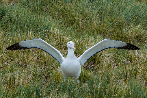 The Wandering Albatross (Diomedea exulans), is a large seabird from the family Diomedeidae which has a circumpolar range in the Southern Ocean. The Wandering Albatross has the largest wingspan of any living bird, with the average wingspan being 3.1 metres (10.2 ft).\