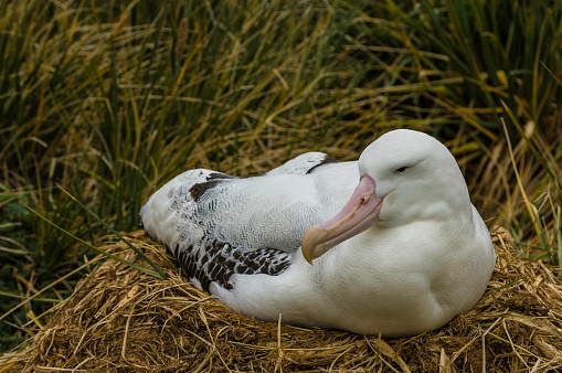 The Wandering Albatross (Diomedea exulans), is a large seabird from the family Diomedeidae which has a circumpolar range in the Southern Ocean. The Wandering Albatross has the largest wingspan of any living bird, with the average wingspan being 3.1 metres (10.2 ft).