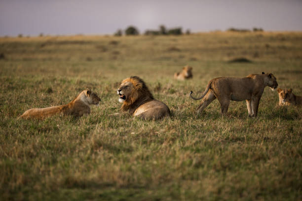 istock Group of lions 1208030338