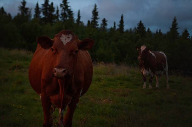 istock Cows up on the mountain in the sunset grazing 1208031235