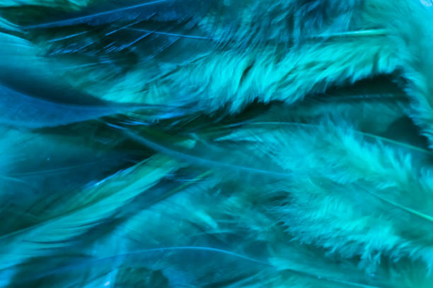 istock pheasant parrot exotic feather bird background texture place for inscription 1208031321