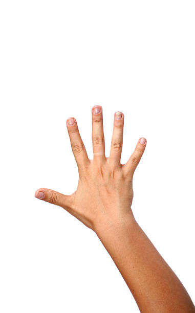 istock Isolated Five fingers female hand 120803149