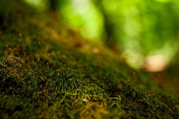 istock Close up shot of moss. 1208032072