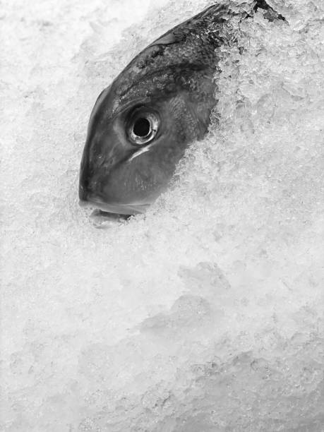 Fresh fish