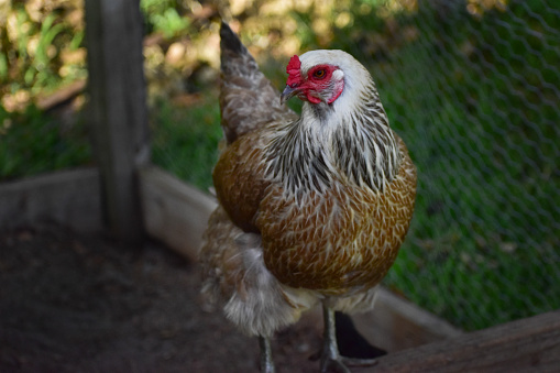 Ameraucana Hen in a backyard chicken coop looking left in the shade of the chicken coop