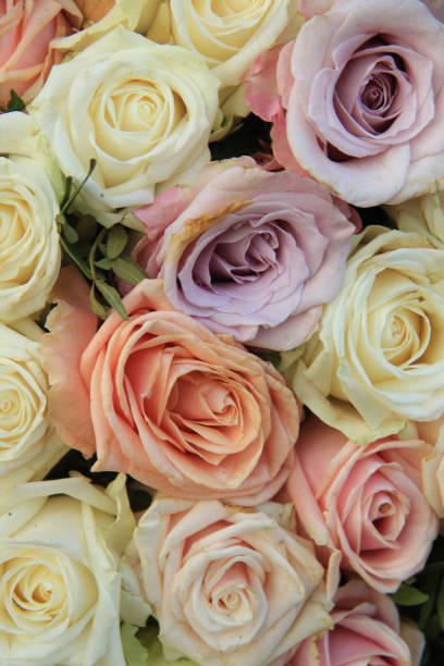 istock Pastel roses in a wedding arrangement 1208035814