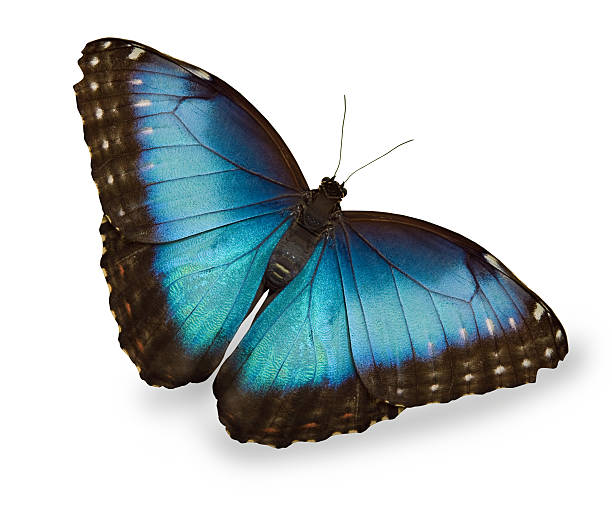 ブルーのバタフライ白で分離 - butterfly monarch butterfly isolated flying ストックフォトと画像