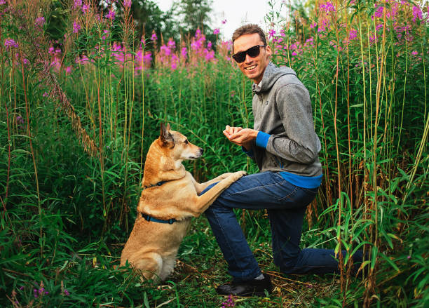 istock Happy mixed breed dog looking at owner during training 1208037058
