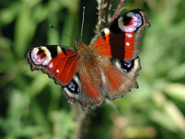 istock Peacock butterfly or Aglais io 1208037249