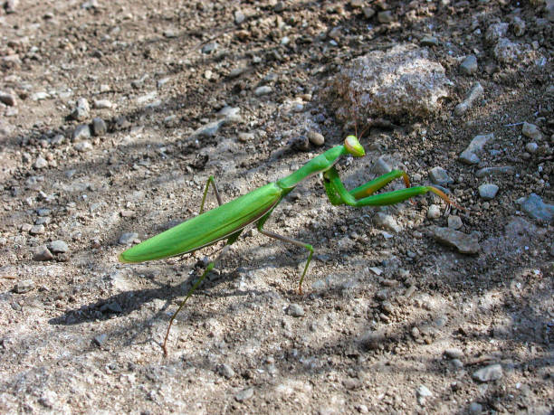 istock Green mantis in close-up on the ground 1208037267