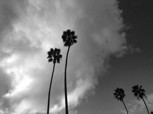 istock Palm trees in silhouette with a stormy sky 1208040595