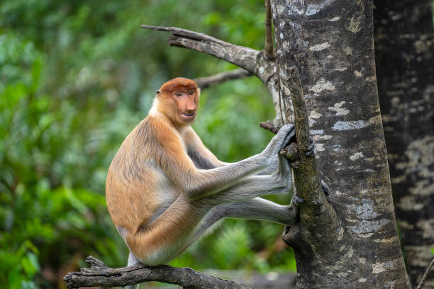 マレーシア・ボルネオの熱帯雨林における野生のプロボシスサルまたは鼻腔幼虫 - monkey proboscis monkey malaysia island of borneo ストックフォトと画像